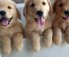 Regalo Impresionate Cachorros Golden Retriever