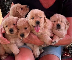 Regalo Impresionate Cachorros Golden Retriever