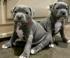 Cachorros Pitbull de procedencia confiable en adopción(+34632253937)