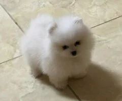 Regalo mini toy cachorros de Pomeranian(+34632253937)