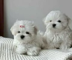 REGALO Bichón Maltés Mini Toy Para Adopción(+34632253937)