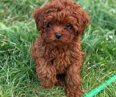 Cachorros de Caniche Toy