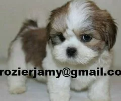 Preciosos cachorros de Lhasa Apso