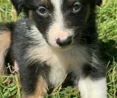 Cachorros de Border Collie