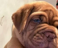 Preciosos cachorros de Dogo de Burdeos