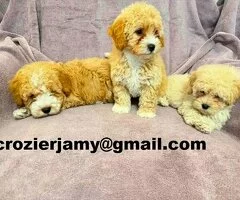 Adorables cachorros de Poochon (machos y hembras)
