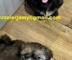 Cachorros de Shih Tzu