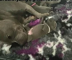 Cachorros de Staffordshire Bull Terrier azul