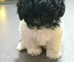 Precioso cachorro de Shihpoo