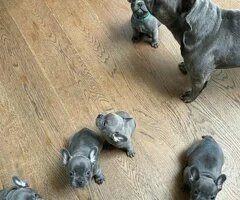 .Cachorros de Bulldog Francés