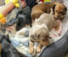 .Preciosos cachorros de Dachshund (Teckel) disponibles