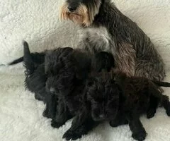 Cachorros de Schnoodle
