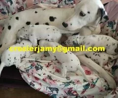 Cachorros de Dálmata