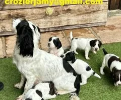 Preciosos English Springer Spaniels listos para irse