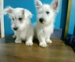 Cachorros de West Highland Terrier (Westie)