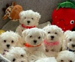 .Preciosos cachorros de Bichón Maltés de raza pura