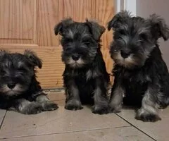 .Cachorros de Schnauzer Miniatura registrados