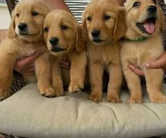 .Cachorros de Golden Retriever