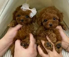 Regalo Cachorros Caniche Toy  Whatsapp  (+34)692720171