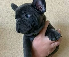 Adorables cachorros de bulldog frances