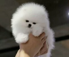 Cachorros de Pomeranian