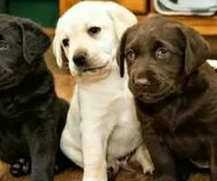 Cachorros de Labrador Retriever