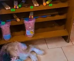 TAROT POR LA VOLUNTAD Y POR TIEMPO BIZUM CHAT WHATSAPP LLAMADA