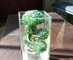Bonsai decorativo + jarrón de cristal
