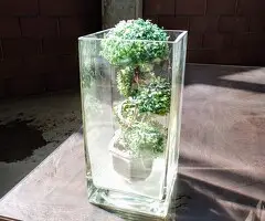 Bonsai decorativo + jarrón de cristal - 2