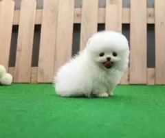 Preciosos Cachorros de Pomerania