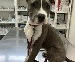 Totti , Amstaff cachorro macho