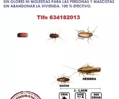 ¿Problemas de cucarachas pequeñas en casa?