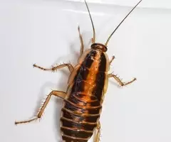 ¿Problemas de cucarachas pequeñas en casa? - 2