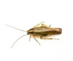 ¿Problemas de cucarachas pequeñas en casa? - 4