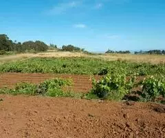 Terreno Rústico - 3