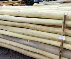 estacas de acacia