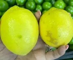LIMONES - 3