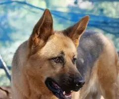 🌙 ADOPCIÓN URGENTE Y CON EL CORAZÓN EN LA MANO 💔🐶