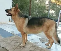 🌙 ADOPCIÓN URGENTE Y CON EL CORAZÓN EN LA MANO 💔🐶 - 2