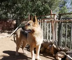 🌙 ADOPCIÓN URGENTE Y CON EL CORAZÓN EN LA MANO 💔🐶 - 3