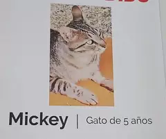 ¡URGENTE! GATO PERDIDO en Fuenlabrada: Mickey, 5 años - Visto en Calle Sauce 58
