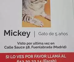 ¡URGENTE! GATO PERDIDO en Fuenlabrada: Mickey, 5 años - Visto en Calle Sauce 58 - 2