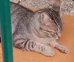 ¡URGENTE! GATO PERDIDO en Fuenlabrada: Mickey, 5 años - Visto en Calle Sauce 58 - 3