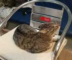 ¡URGENTE! GATO PERDIDO en Fuenlabrada: Mickey, 5 años - Visto en Calle Sauce 58 - 4