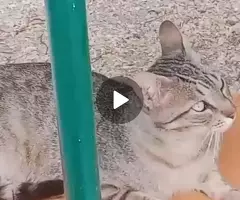 ¡URGENTE! GATO PERDIDO en Fuenlabrada: Mickey, 5 años - Visto en Calle Sauce 58 - 5