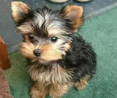 Cachorros Yorkshire Terrier en adopción.