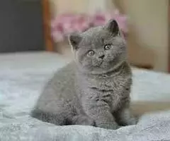 Gatitos británicos y otras razas Disponibles - 3