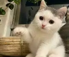 Gatitos británicos y otras razas Disponibles