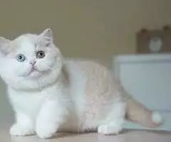 Gatitos británicos y otras razas Disponibles - 2