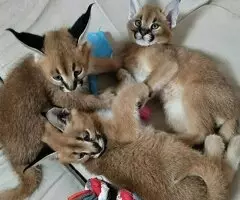Gatitos Serval y Caracal